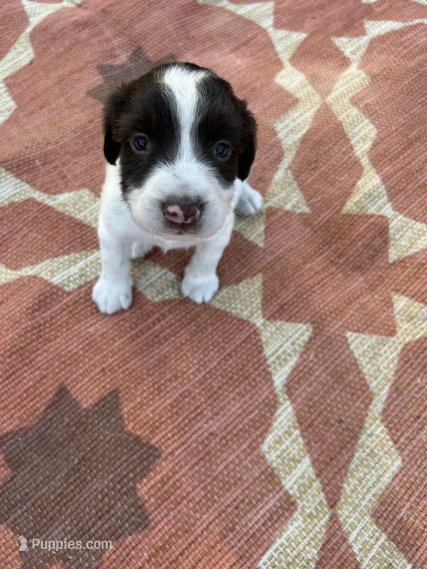 Nelson – English Springer Spaniel puppy for sale in Freehold, NJ