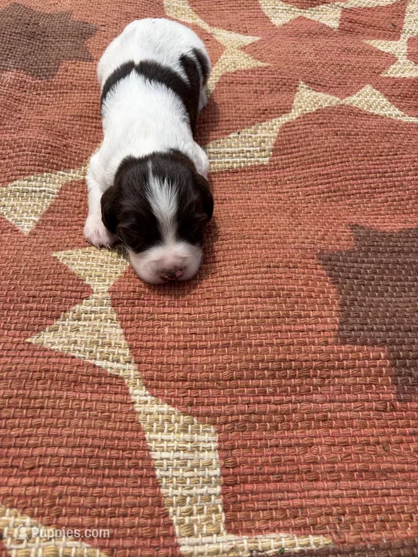Nigel – English Springer Spaniel puppy for sale in Freehold, NJ