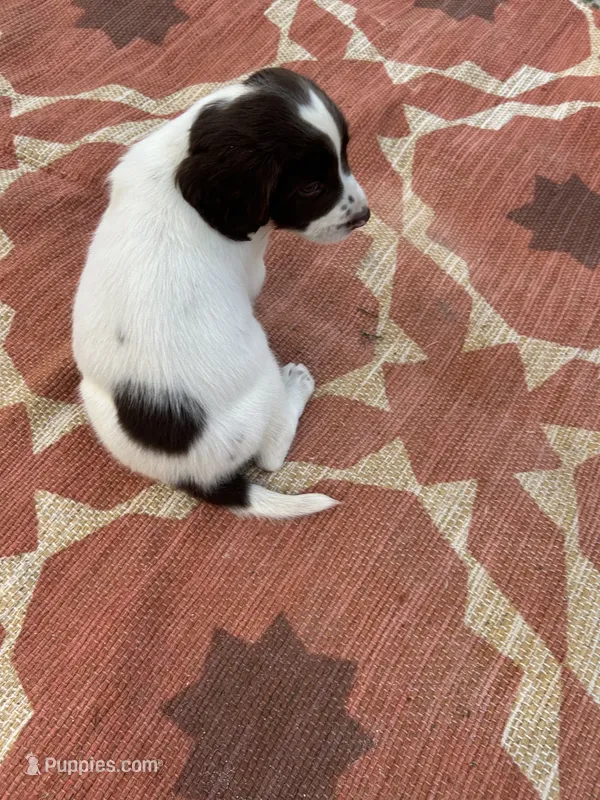 Nelson – English Springer Spaniel puppy for sale in Freehold, NJ