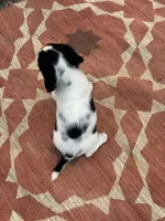 Nitro, a male English Springer Spaniel for sale in Freehold, NJ – 2 of 5