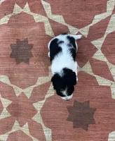 Neo, a male English Springer Spaniel for sale in Freehold, NJ – 2 of 6