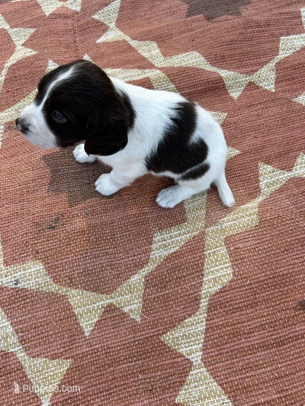 Nigel – English Springer Spaniel puppy for sale in Freehold, NJ