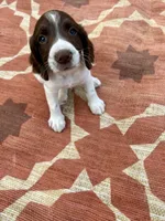 Nolan, a female English Springer Spaniel for sale in Freehold, NJ – 1 of 6