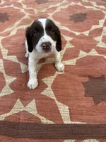 Nelson, a male English Springer Spaniel for sale in Freehold, NJ – 2 of 6