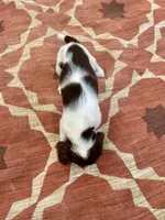 Nolan, a female English Springer Spaniel for sale in Freehold, NJ – 4 of 6