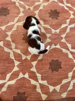 Nolan, a female English Springer Spaniel for sale in Freehold, NJ – 5 of 6