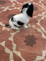 Nitro, a male English Springer Spaniel for sale in Freehold, NJ – 4 of 5