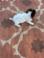 Niko, a male English Springer Spaniel for sale in Freehold, NJ – 3 of 6
