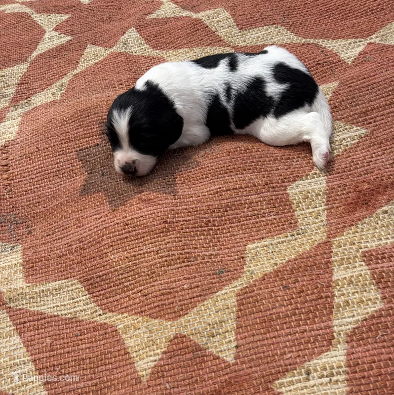 Neo – English Springer Spaniel puppy for sale in Freehold, NJ