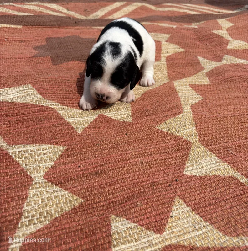Nadia – English Springer Spaniel puppy for sale in Freehold, NJ
