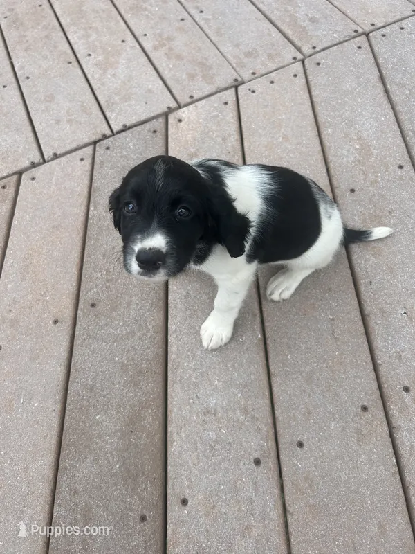 Olive – English Springer Spaniel puppy for sale in Freehold, NJ