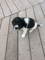 Olive, a female English Springer Spaniel for sale in Freehold, NJ – 1 of 6