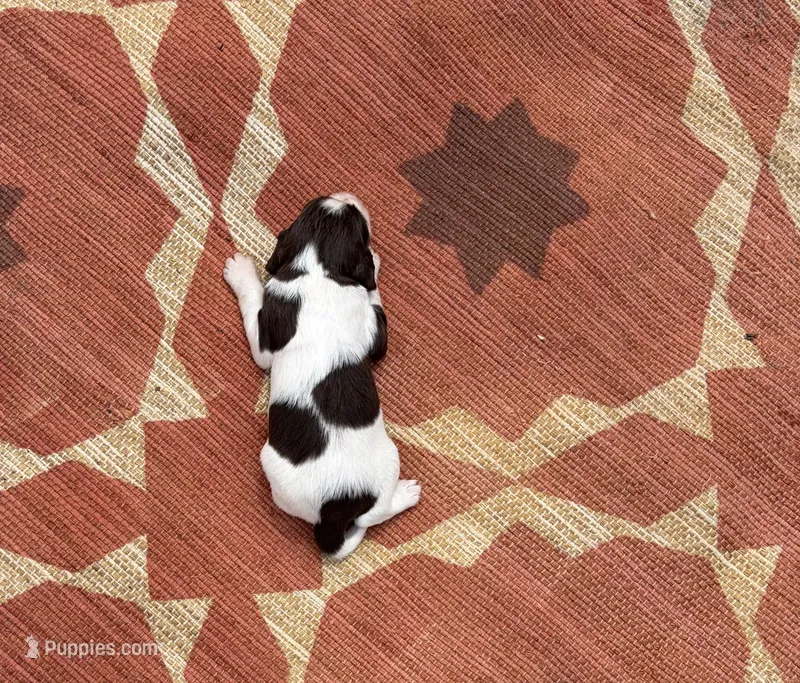 Nolan – English Springer Spaniel puppy for sale in Freehold, NJ