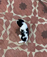 Neo, a male English Springer Spaniel for sale in Freehold, NJ – 4 of 6