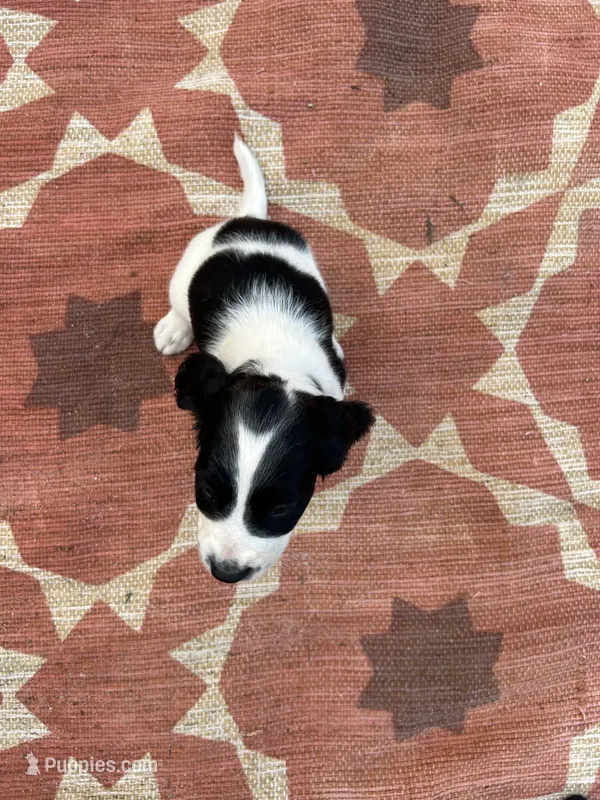 Nadia – English Springer Spaniel puppy for sale in Freehold, NJ