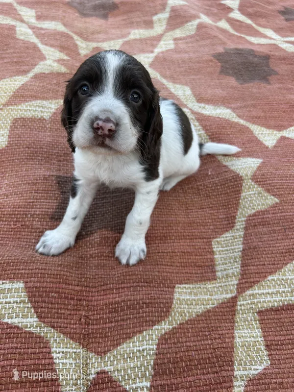 Nolan – English Springer Spaniel puppy for sale in Freehold, NJ