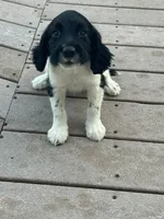 Onyx, a female English Springer Spaniel for sale in Freehold, NJ – 2 of 6