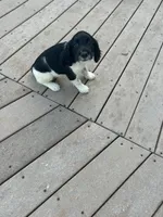 Onyx, a female English Springer Spaniel for sale in Freehold, NJ – 4 of 6