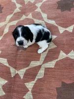 Neo, a male English Springer Spaniel for sale in Freehold, NJ – 3 of 6