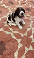 Nolan, a female English Springer Spaniel for sale in Freehold, NJ – 2 of 6