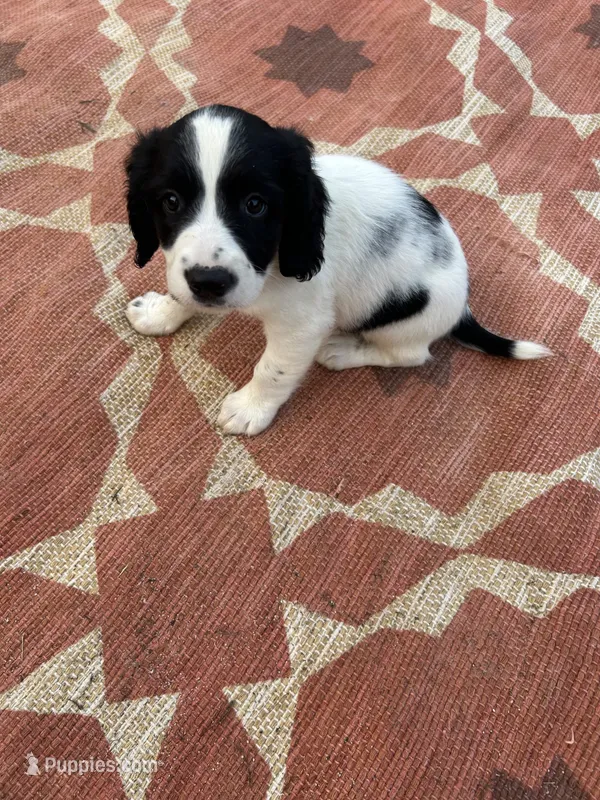 Nitro – English Springer Spaniel puppy for sale in Freehold, NJ