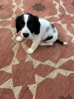 Nitro, a male English Springer Spaniel for sale in Freehold, NJ – 1 of 5