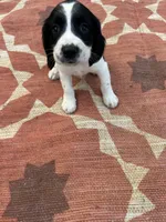 Nadia, a female English Springer Spaniel for sale in Freehold, NJ – 2 of 5