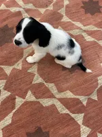 Nitro, a male English Springer Spaniel for sale in Freehold, NJ – 5 of 5