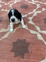 Neo, a male English Springer Spaniel for sale in Freehold, NJ – 6 of 6