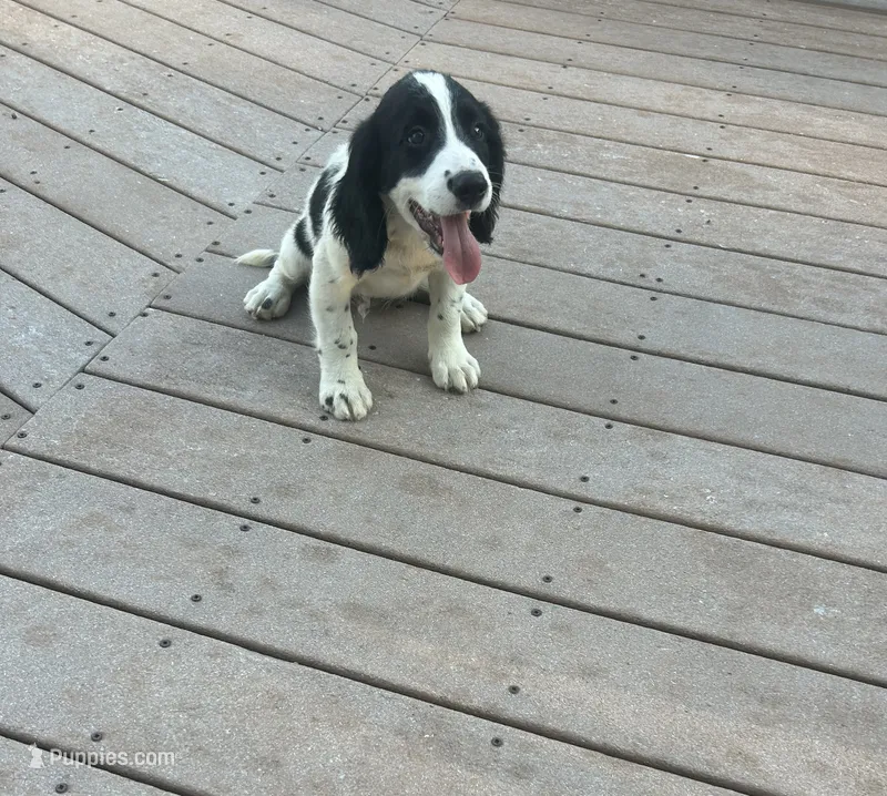 Nitro – English Springer Spaniel puppy for sale in Freehold, NJ