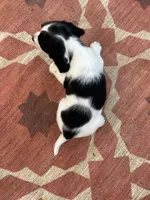Nadia, a female English Springer Spaniel for sale in Freehold, NJ – 3 of 5