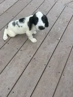 Oscar, a male English Springer Spaniel for sale in Freehold, NJ – 3 of 6