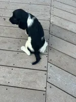 Onyx, a female English Springer Spaniel for sale in Freehold, NJ – 6 of 6