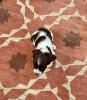Nolan, a female English Springer Spaniel for sale in Freehold, NJ – 6 of 6