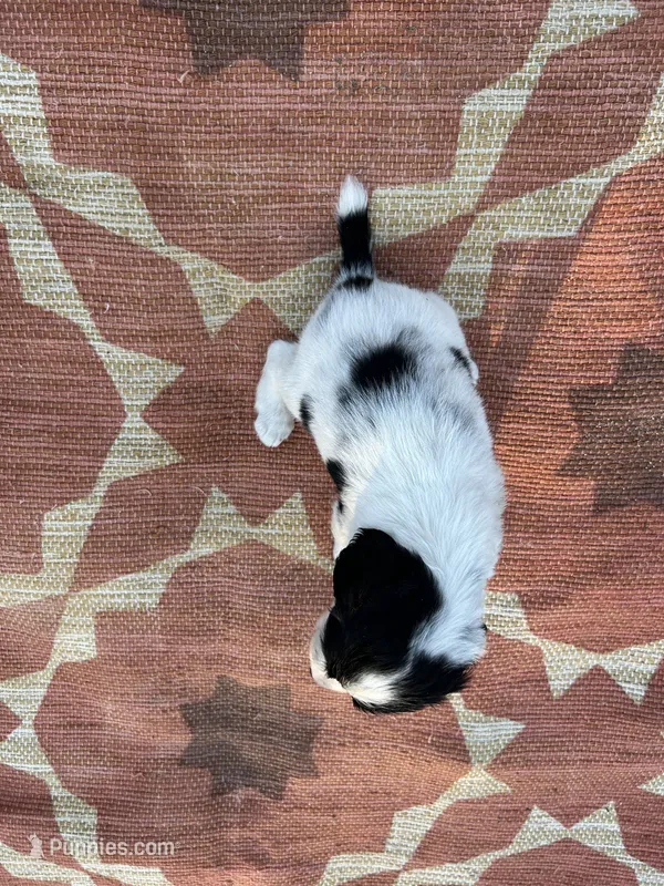 Nitro – English Springer Spaniel puppy for sale in Freehold, NJ