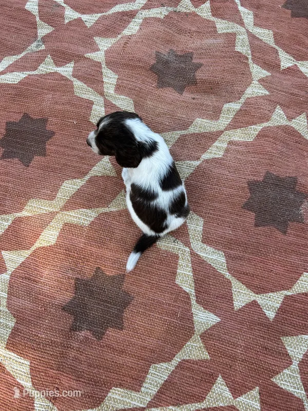 Nash – English Springer Spaniel puppy for sale in Freehold, NJ