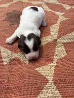 Nelson, a male English Springer Spaniel for sale in Freehold, NJ – 3 of 5