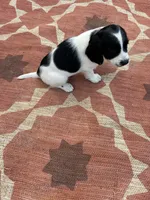 Nadia, a female English Springer Spaniel for sale in Freehold, NJ – 5 of 5