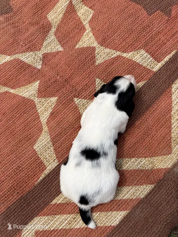 Nitro – English Springer Spaniel puppy for sale in Freehold, NJ