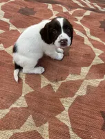 Nelson, a male English Springer Spaniel for sale in Freehold, NJ – 4 of 6