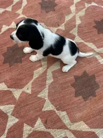 Nadia, a female English Springer Spaniel for sale in Freehold, NJ – 4 of 5