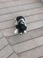 Olive, a female English Springer Spaniel for sale in Freehold, NJ – 3 of 6