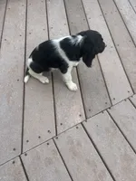 Olive, a female English Springer Spaniel for sale in Freehold, NJ – 6 of 6