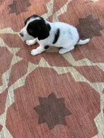 Niko, a male English Springer Spaniel for sale in Freehold, NJ – 2 of 6