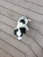 Oscar, a male English Springer Spaniel for sale in Freehold, NJ – 4 of 6