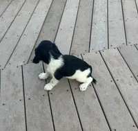 Onyx, a female English Springer Spaniel for sale in Freehold, NJ – 5 of 6