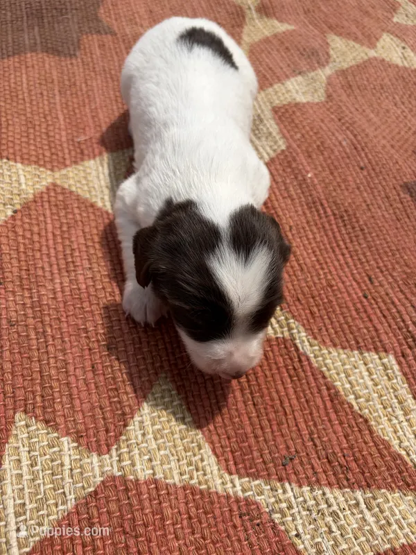 Nelson – English Springer Spaniel puppy for sale in Freehold, NJ