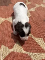 Nelson, a male English Springer Spaniel for sale in Freehold, NJ – 1 of 5