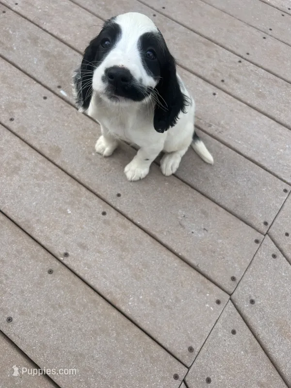 Oscar – English Springer Spaniel puppy for sale in Freehold, NJ