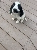 Oscar, a male English Springer Spaniel for sale in Freehold, NJ – 1 of 6